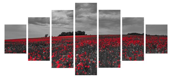Obraz vlčích máků (210x100 cm)