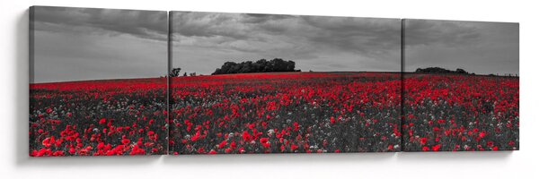 Obraz vlčích máků (170x50 cm)