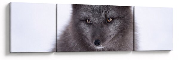 Obraz sněžné lišky (170x50 cm)