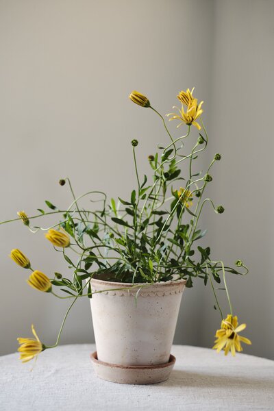 Bergs Potter Terakotový květináč Helena Rosa - 14 cm BP162