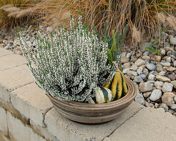 RATANOVÝ Květináč DRYPOT STREEP, 30x12 cm (Van der Leeden®)