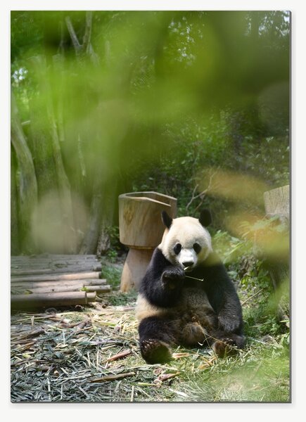 Panda velká v bambusovém háji – Jednodílný obraz, 50 × 70 cm