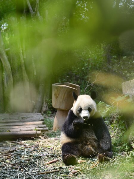 Panda velká v bambusovém háji – Jednodílný obraz, 30 × 40 cm