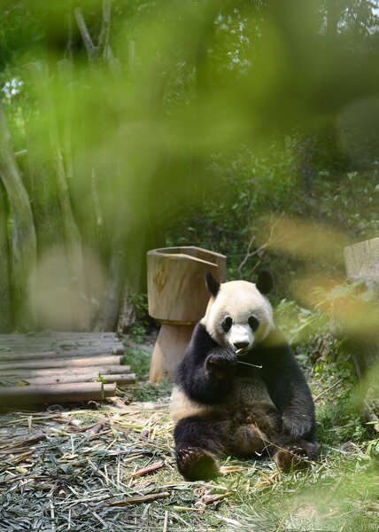Panda velká v bambusovém háji – Jednodílný obraz, 50 × 70 cm