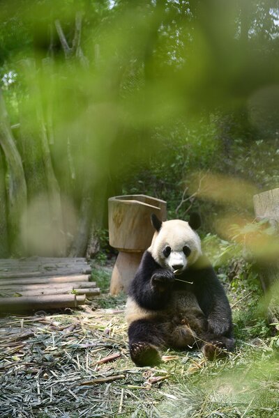 Panda velká v bambusovém háji – Jednodílný obraz, 40 × 60 cm