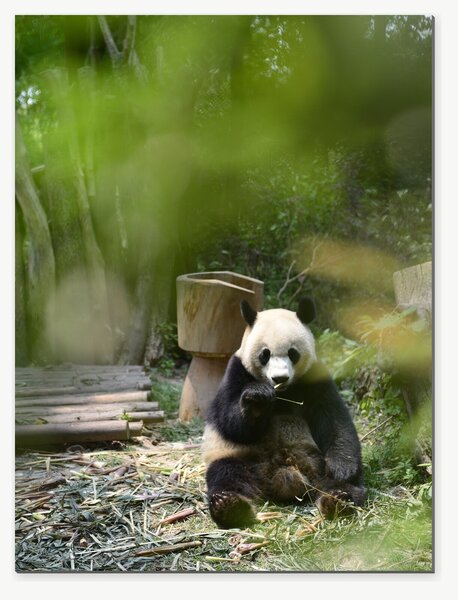 Panda velká v bambusovém háji – Jednodílný obraz, 30 × 40 cm