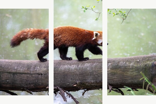 Červená panda na kmeni – Třídílný obraz B, 90 × 60 cm