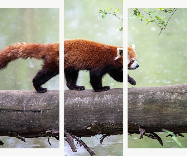 Červená panda na kmeni – Třídílný obraz B, 120 × 100 cm