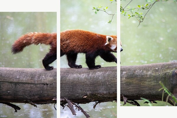 Červená panda na kmeni – Třídílný obraz C, 150 × 100 cm