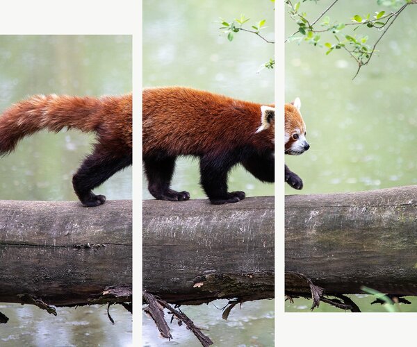 Červená panda na kmeni – Třídílný obraz C, 120 × 100 cm