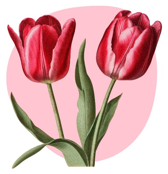 PIPPER. Textilní samolepka na zeď "Tulipány"