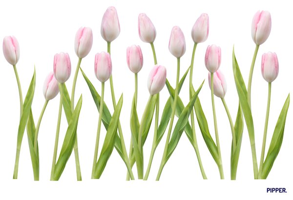 PIPPER. Textilní samolepka na zeď "Tulipány 2"