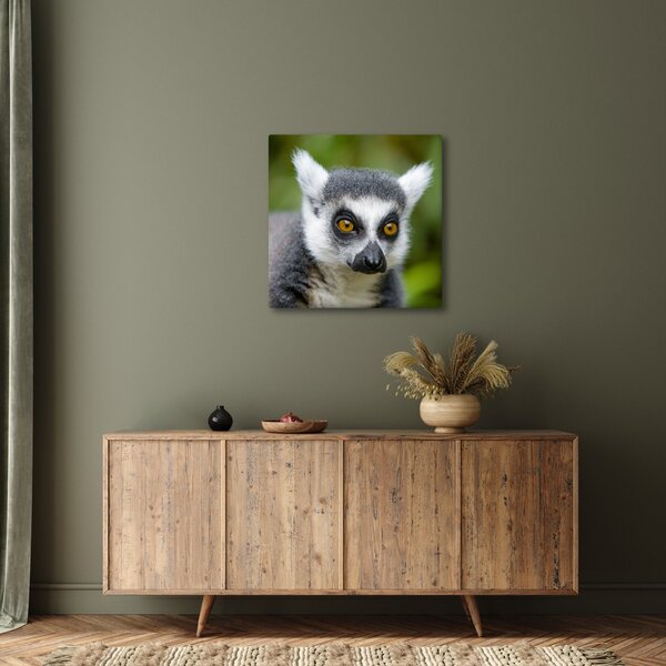 Obraz lemura (30x30 cm)