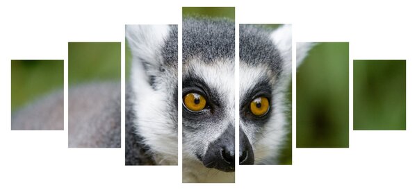 Obraz lemura (210x100 cm)