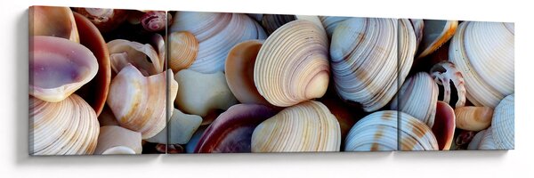 Obraz mušlí (170x50 cm)