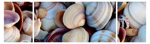 Obraz mušlí (170x50 cm)