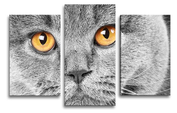 Sablio Obraz - 3-dílný Kočičí pohled - 75x50 cm