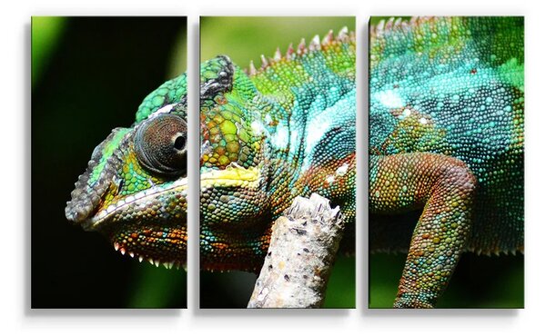 Sablio Obraz - 3-dílný Chameleon - 120x80 cm