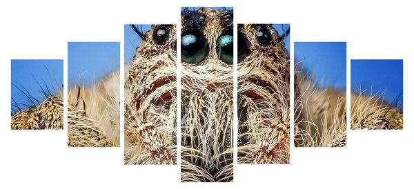 Obraz detailu pavouka (210x100 cm)