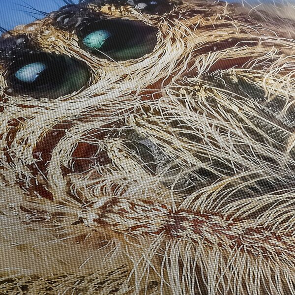 Obraz detailu pavouka (210x100 cm)