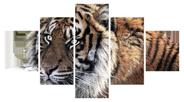 Obraz tygra (125x70 cm)