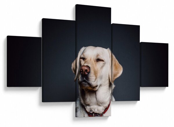 Obraz labradora (125x70 cm)
