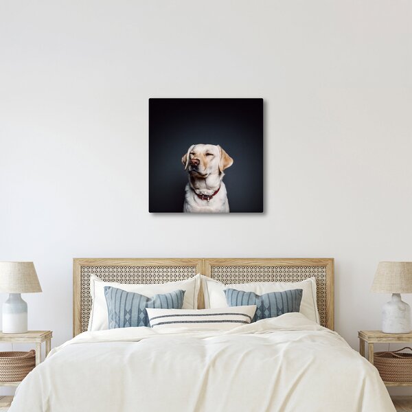 Obraz labradora (30x30 cm)
