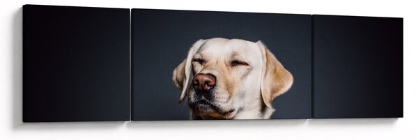 Obraz labradora (170x50 cm)