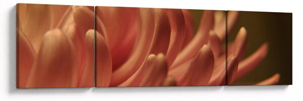 Obraz detailu květiny (170x50 cm)
