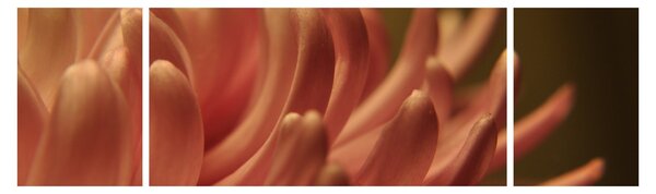 Obraz detailu květiny (170x50 cm)