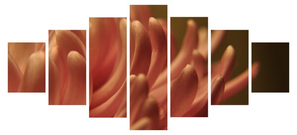 Obraz detailu květiny (210x100 cm)