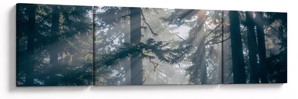 Obraz stromů s průsvitajícím sluncem (170x50 cm)
