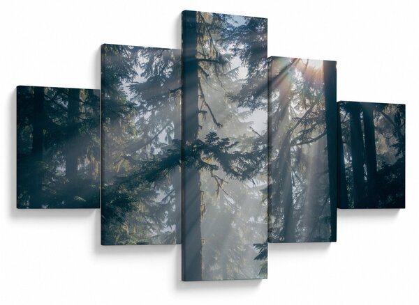Obraz stromů s průsvitajícím sluncem (125x70 cm)