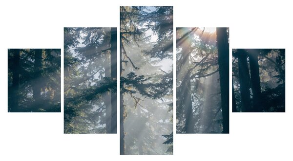 Obraz stromů s průsvitajícím sluncem (125x70 cm)