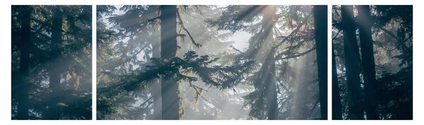 Obraz stromů s průsvitajícím sluncem (170x50 cm)