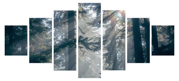 Obraz stromů s průsvitajícím sluncem (210x100 cm)