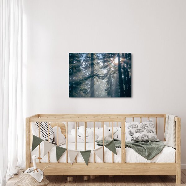 Obraz stromů s průsvitajícím sluncem (70x50 cm)