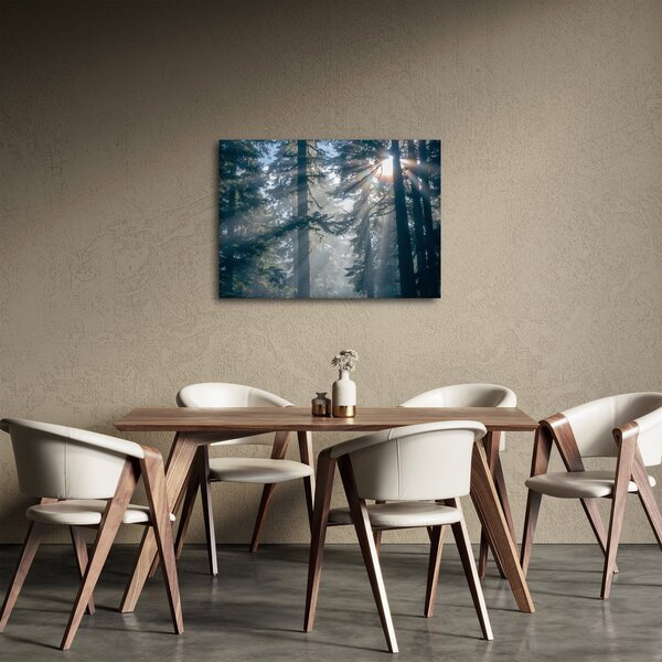Obraz stromů s průsvitajícím sluncem (70x50 cm)