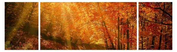 Obraz podzimního lesa (170x50 cm)