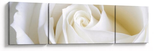 Obraz bílé růže (170x50 cm)