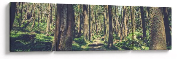 Obraz cesty mezi stromy (170x50 cm)