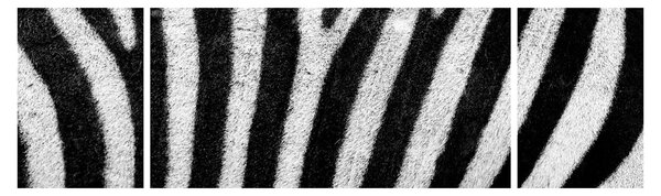 Obraz kůže zebry (170x50 cm)