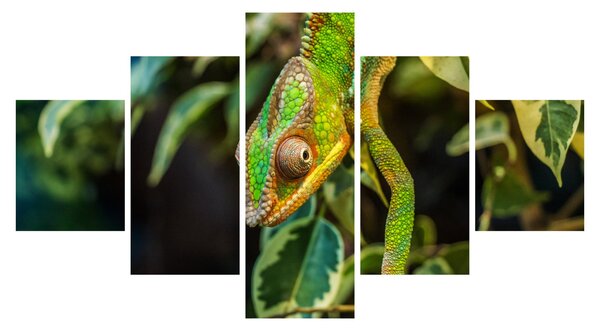 Obraz chameleona (125x70 cm)