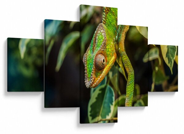 Obraz chameleona (125x70 cm)