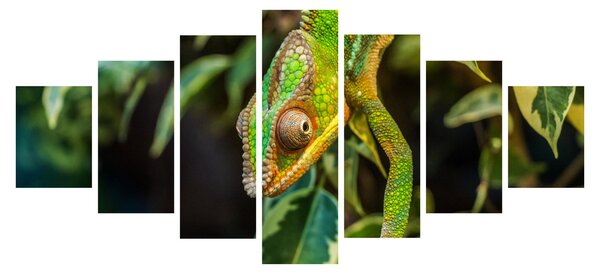 Obraz chameleona (210x100 cm)
