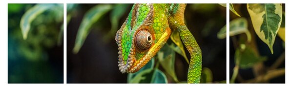 Obraz chameleona (170x50 cm)