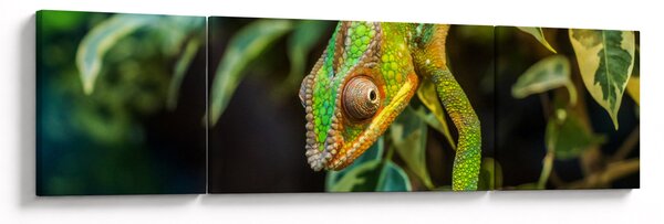 Obraz chameleona (170x50 cm)