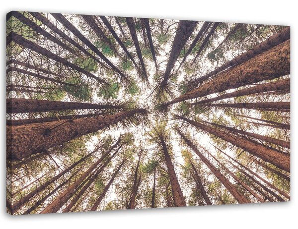 Obraz na plátně Vysoké borovice Rozměry: 60 x 40 cm