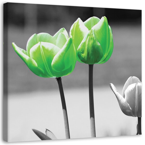 Obraz na plátně Zelené tulipány v šedé barvě Rozměry: 30 x 30 cm