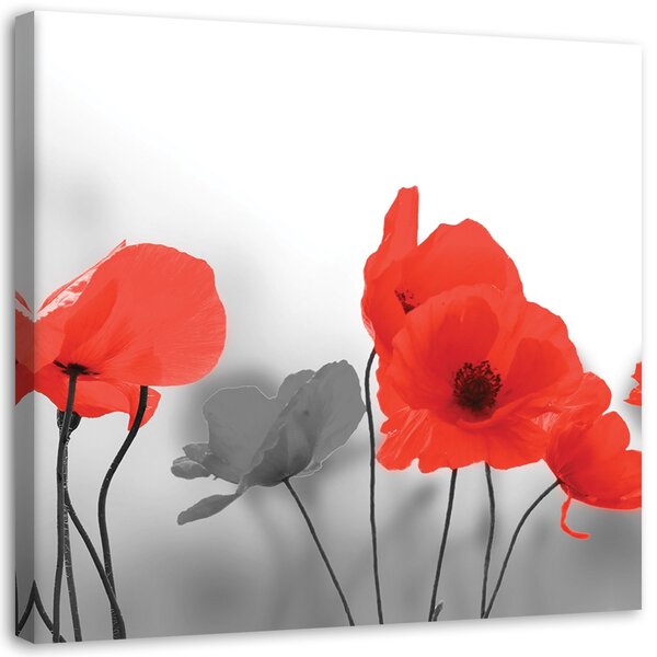 Obraz na plátně Červené máky v šedé barvě Rozměry: 30 x 30 cm